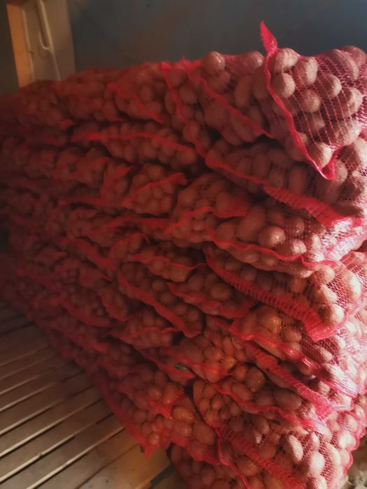 Cartofi roși consum la sac de 10 kg