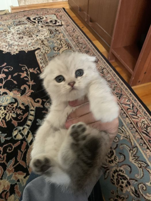Mushuk scottish fold 2 oylik mushu