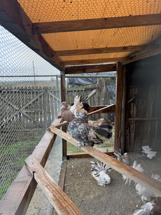 Porumbei Voltati Indieni