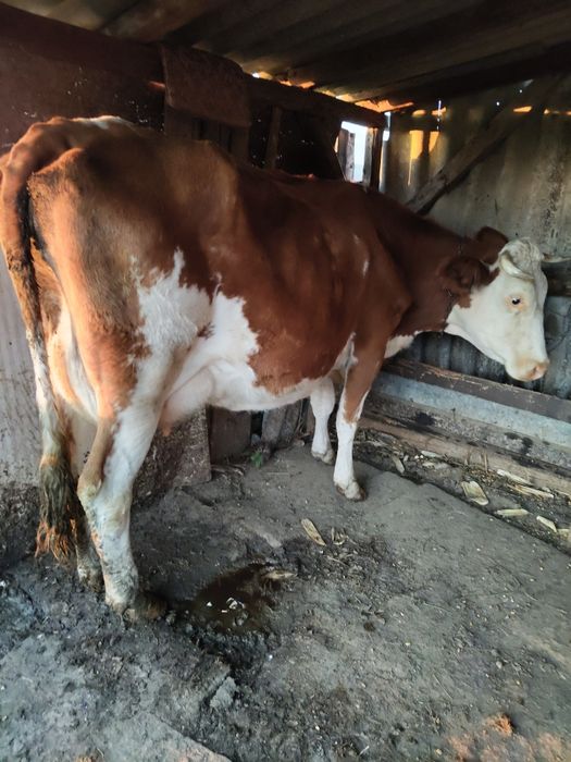 Vănd vacă bălțată românească