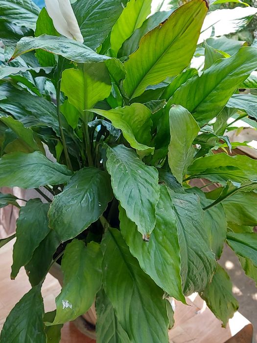 спатифилумы женское счастье огромные