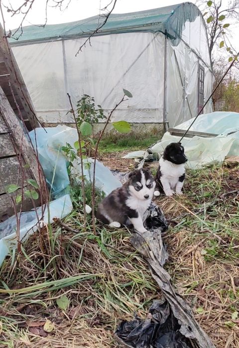 Donez cățeluși maidanezi