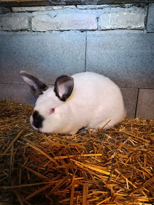 Pereche de californian