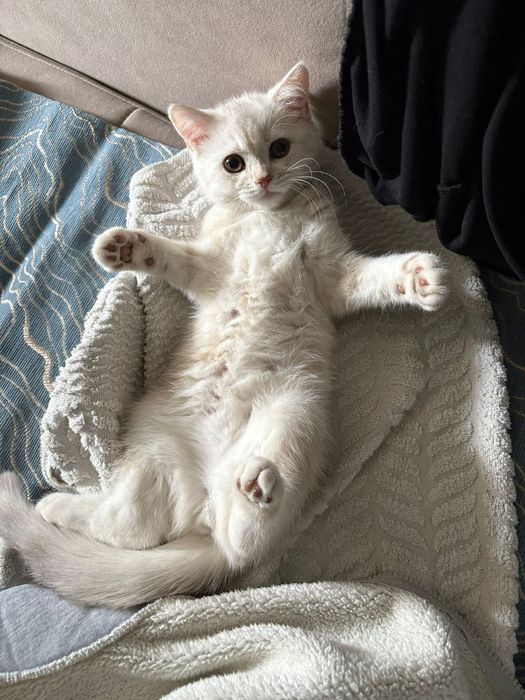 Продам котёнка породистая