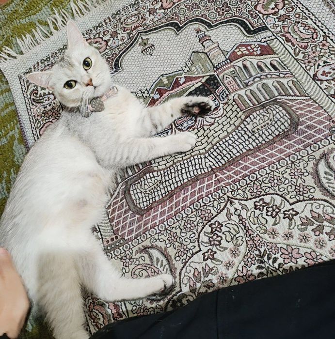 Silver shinshila srochna sotiladi