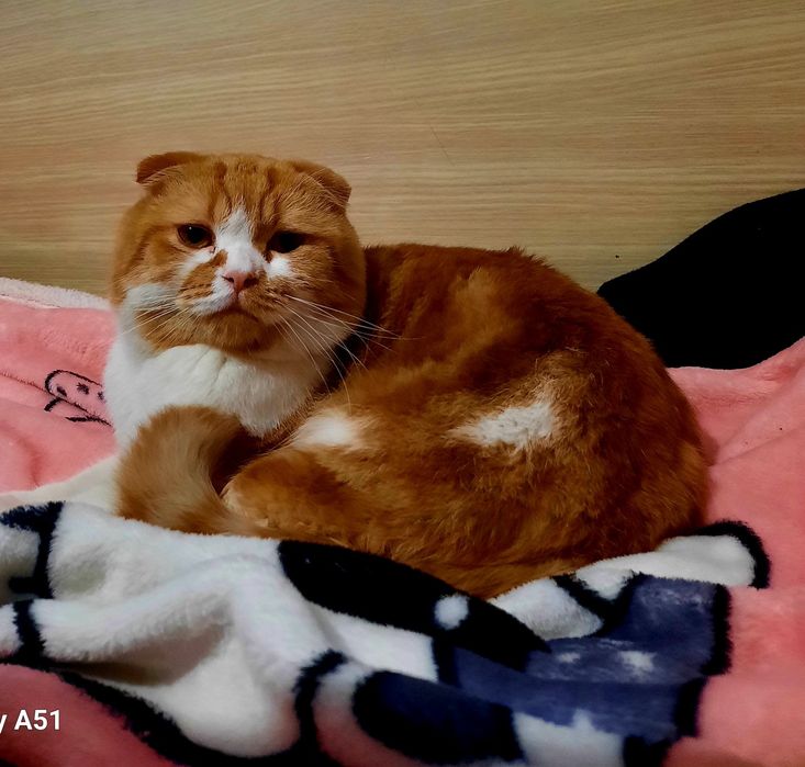 1.5 yosh mushuk yaxshi mushuk