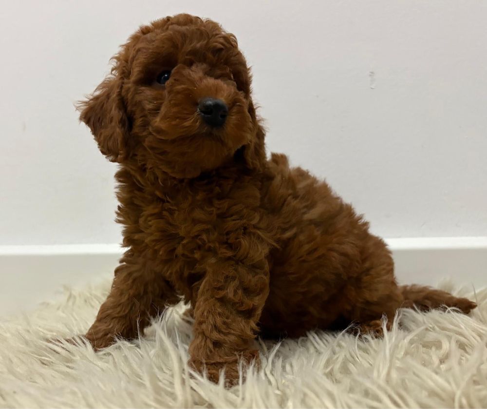 Vand puisor poodle