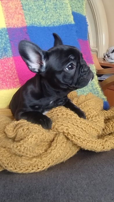 Bulldog francez Femelă