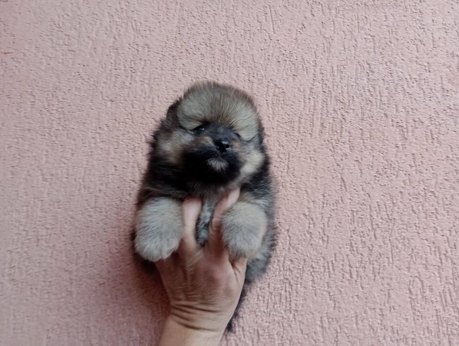 Померани. Мъжки и женски.Реални снимки !