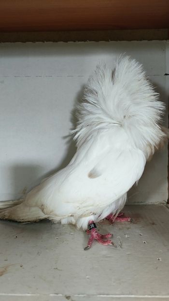 Porumbei maria stuart și voltați