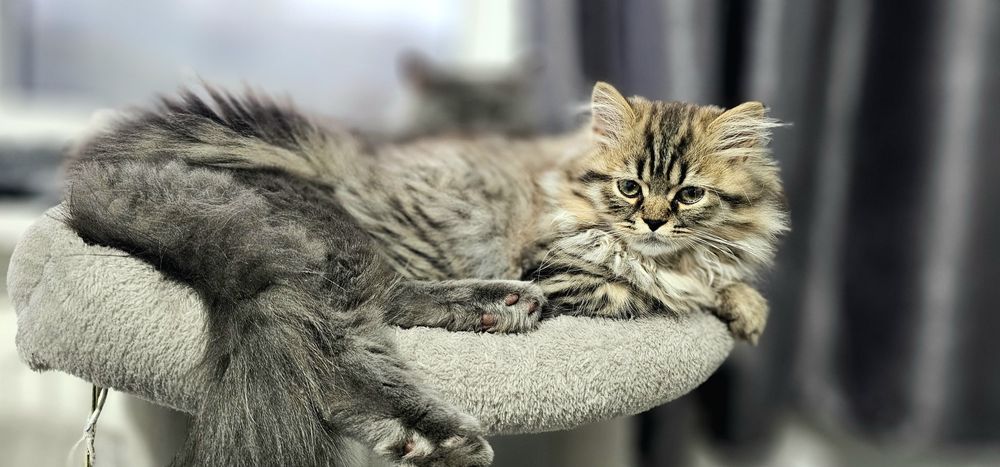 Pisica British longhair taby