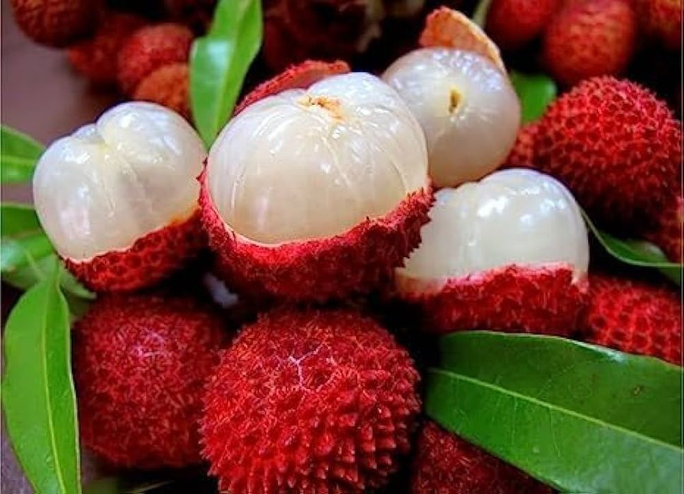 Arbuști Fructiferi  Litchi