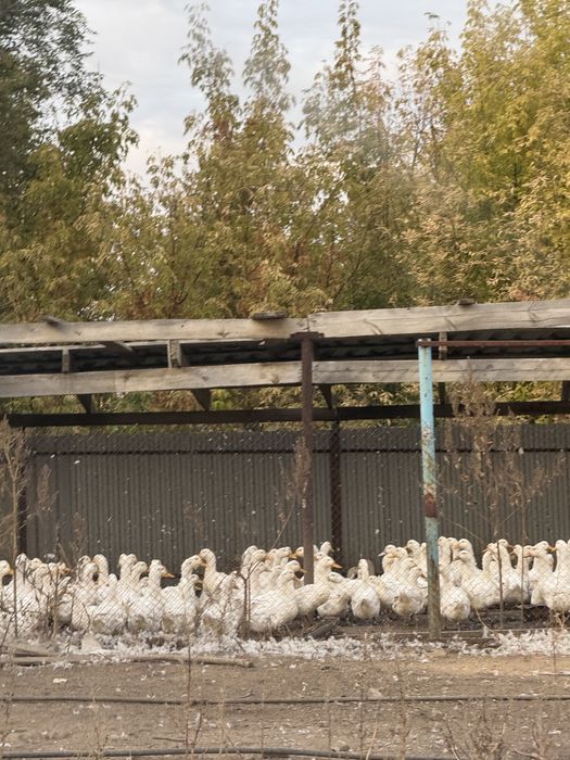 Утки живым весом