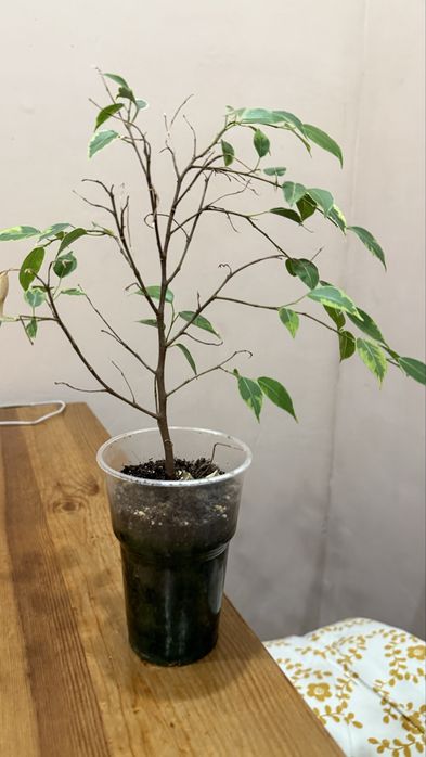 Продам цветок фикус