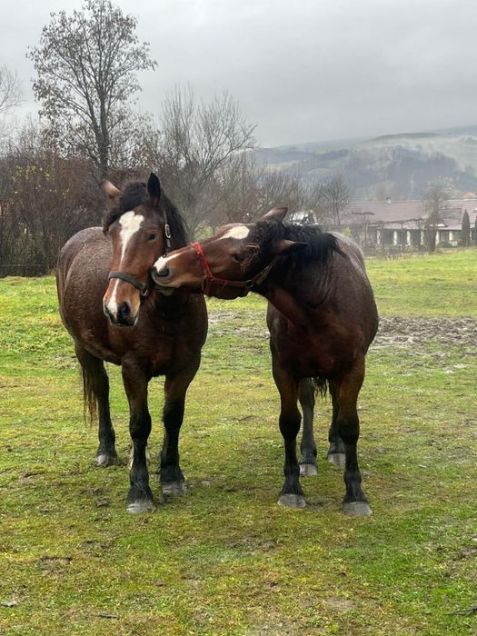 Vând 2 Mânze - Exemplare Superbe