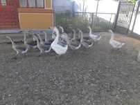 Gâște leșești de anul acesta
