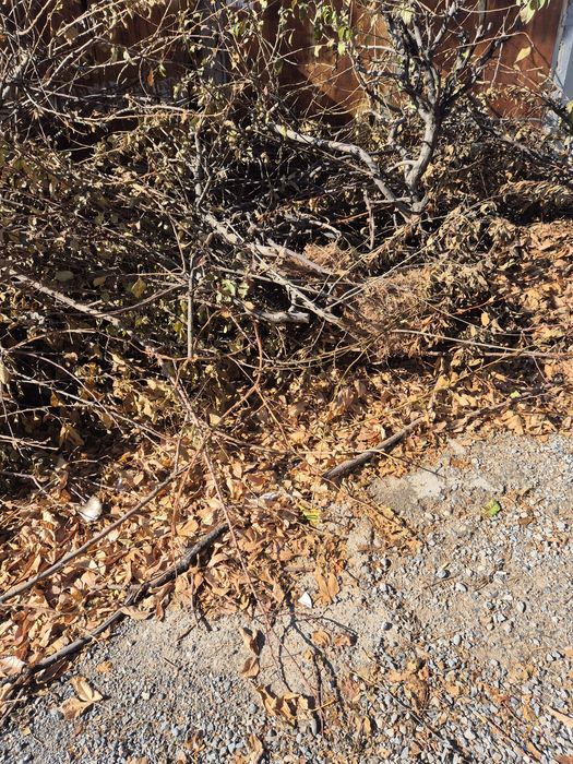 Отын дрова бесплатно самовывоз