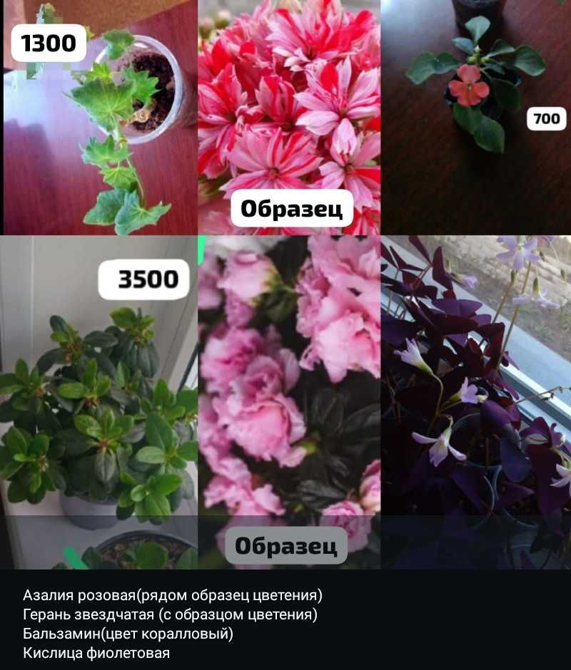 Разные комнатные растения