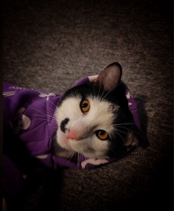 Donez motanel in varsta de 5 luni