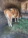Vând vacă gestantă bună de lapte