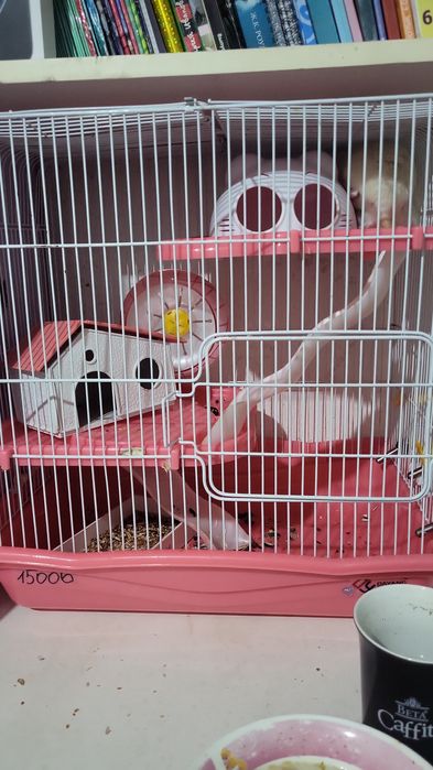 Возьму на передержку животных