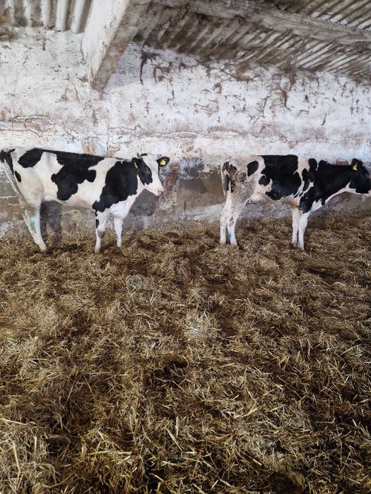 Holstein, cu gestatie avansata- 43cap  si Vaci in lactatie- 9 capete