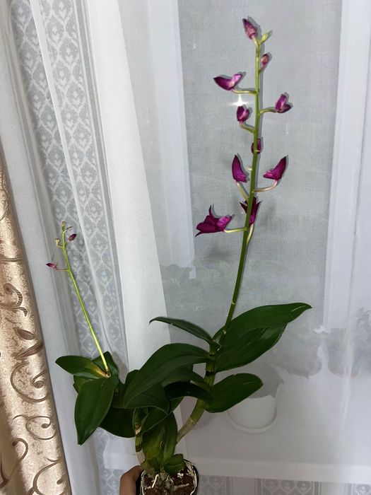 Продам Орхидею.