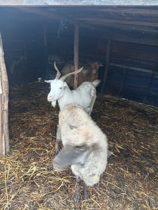 Vand 5 capre tinere urgent