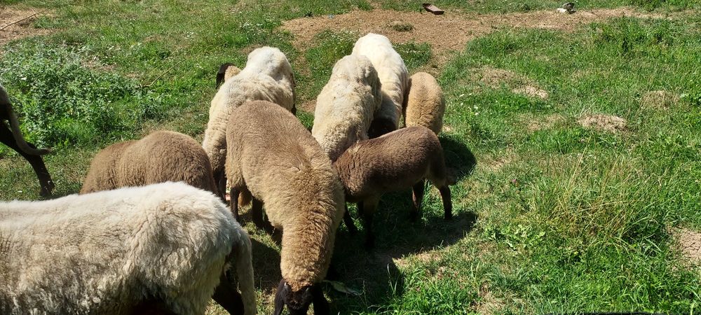 De vânzare carabasă sarbească, patru oi+berbec!