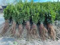 Gard viu lemn cainesc (ligustrum vulgaris, ovalifolium) puieti, butasi