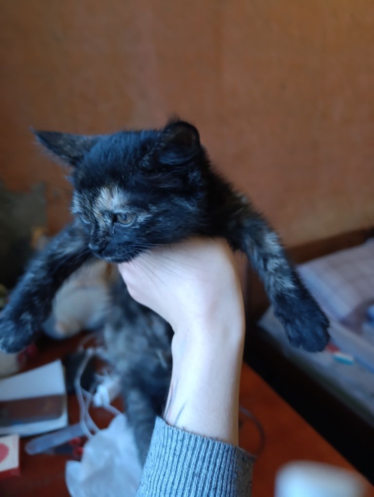 Котёнок в добрые руки!!!