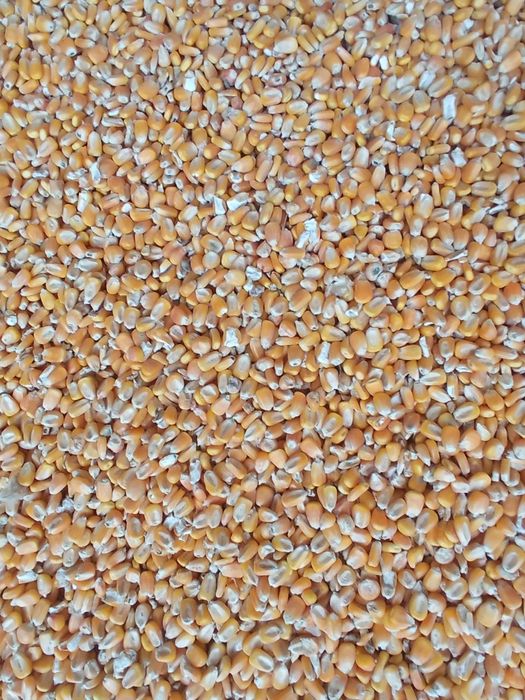 Maka jo'xori tozza quruq tayor