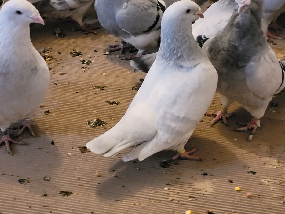 Porumbei standard voiajori