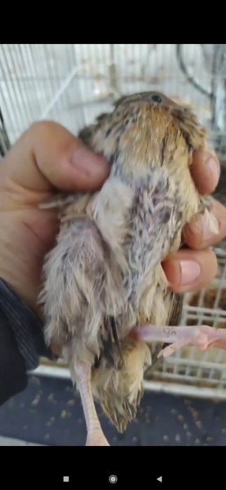 Bedana bor zo‘r semiz zo‘r