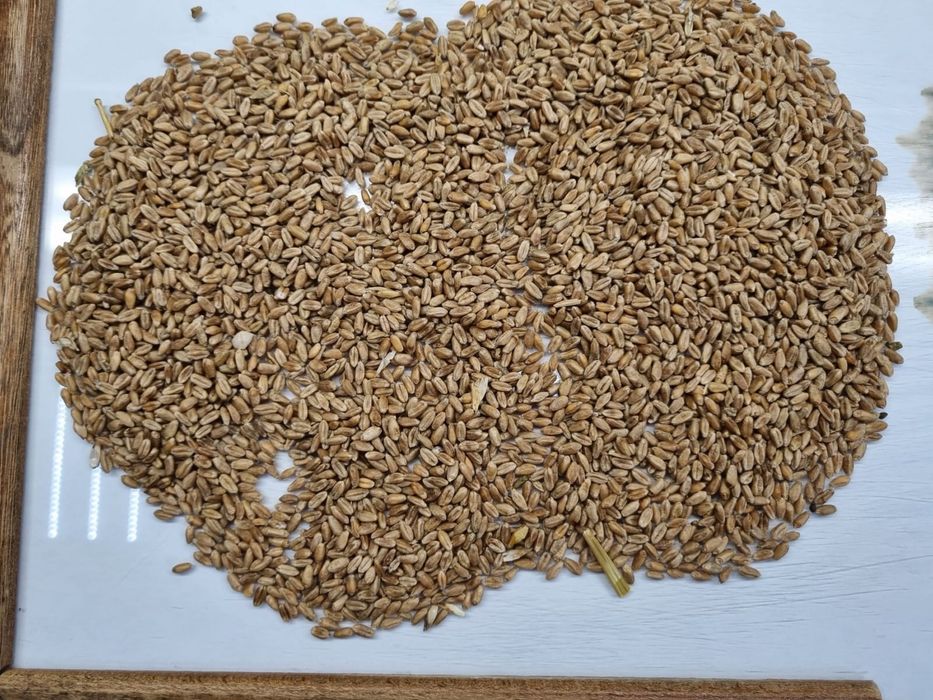 Бидай қапталған 50кг Российский оптом и штуктап