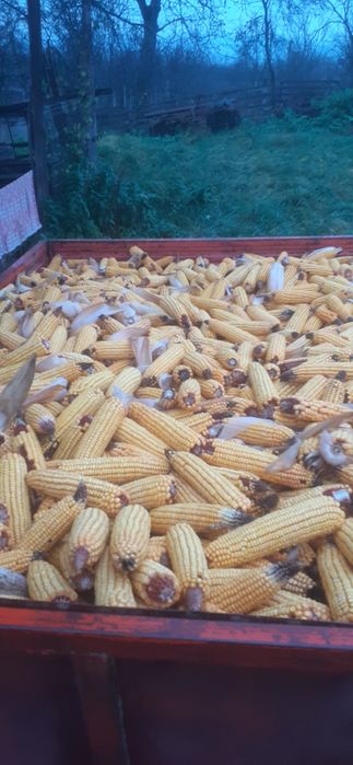 Porumb stiuleti proaspat cules