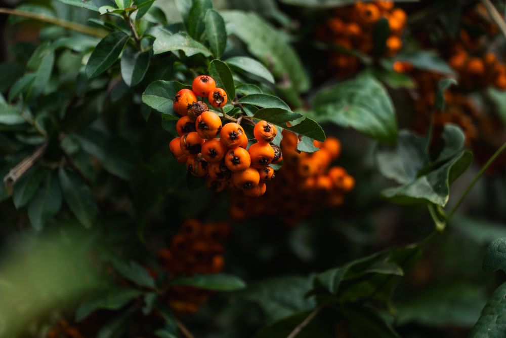 Sony E 18-135mm f / 3.5-5.6 OSS