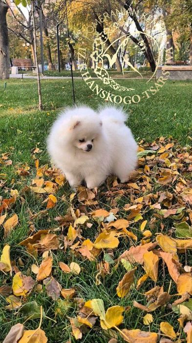 Щенок белого шпица в померанском типе