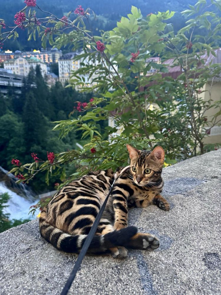 Бенгалско коте, момче