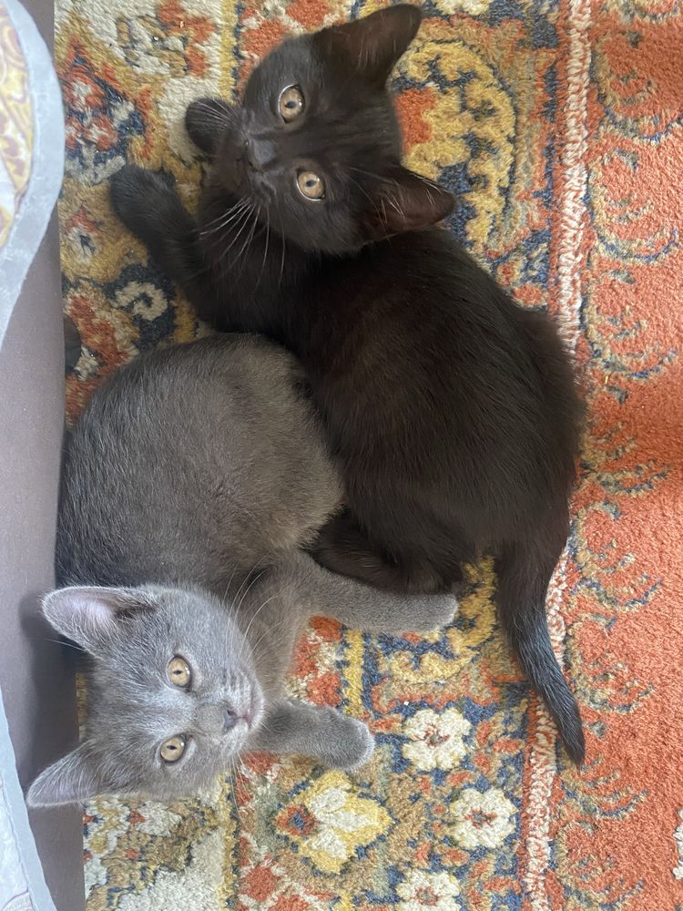 Котята, мысыктар