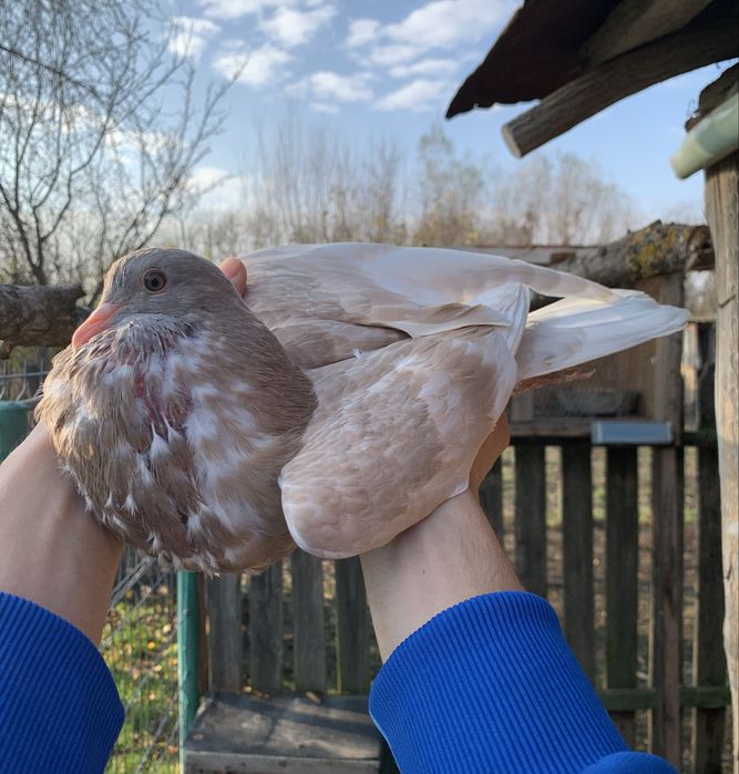 Gusat horseman Mascul