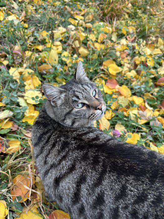 Толстый и ласковый кот Юрка