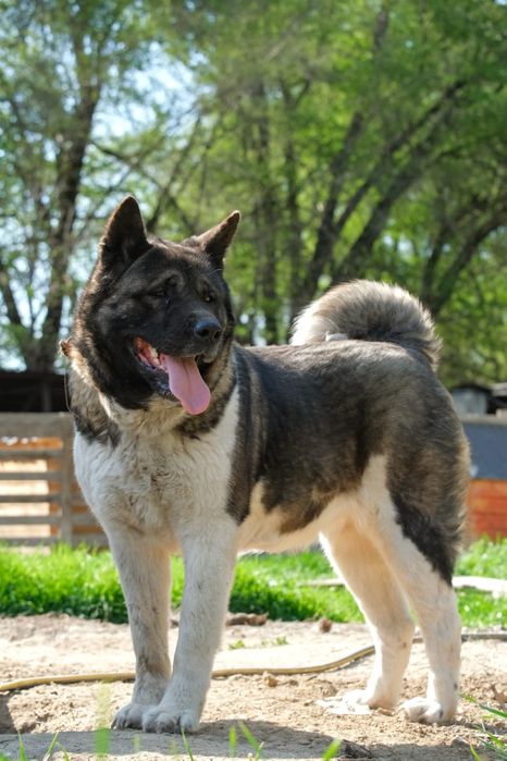 ПороДистЫе и двоРяниНы ищут и дом