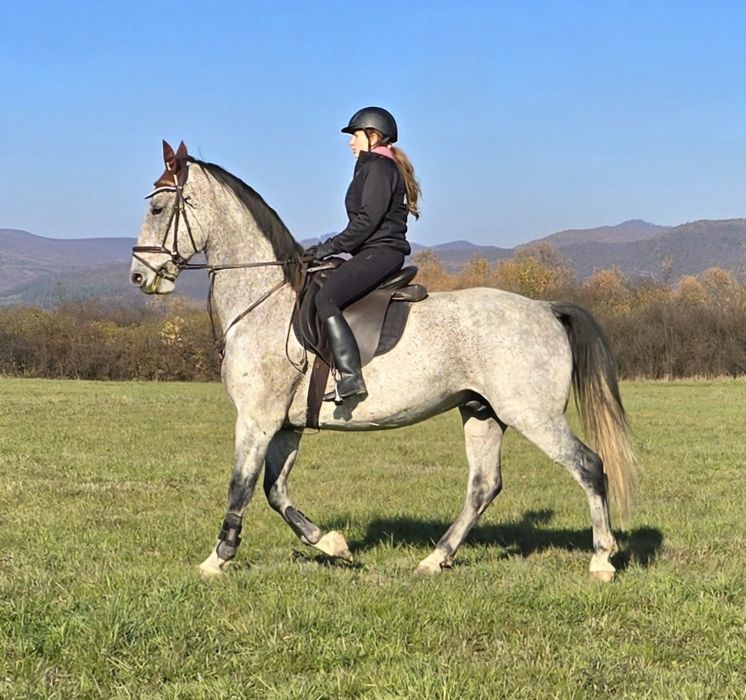 Cai de Sport Lipițan, KWPN