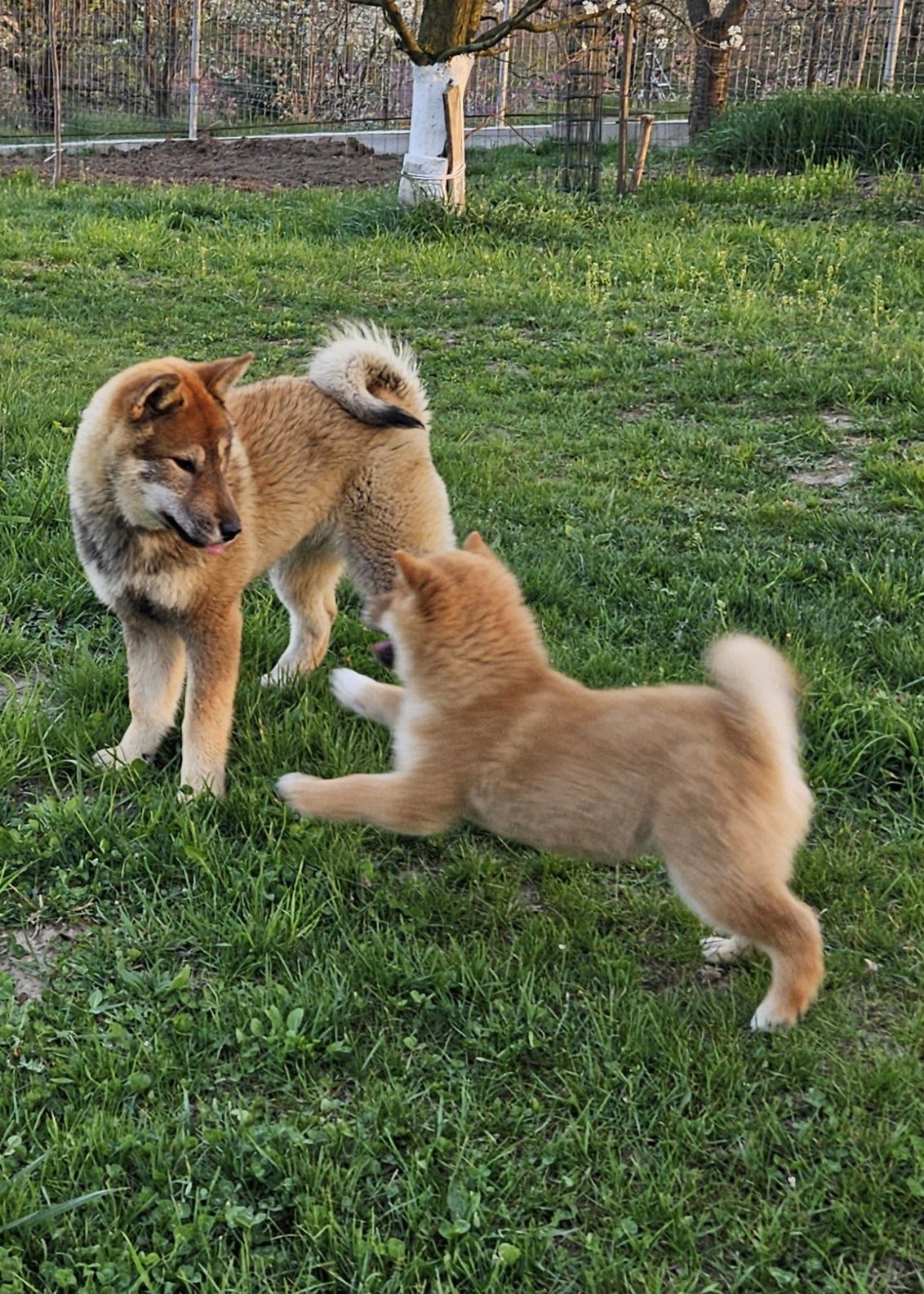 Fetița Shikoku Inu