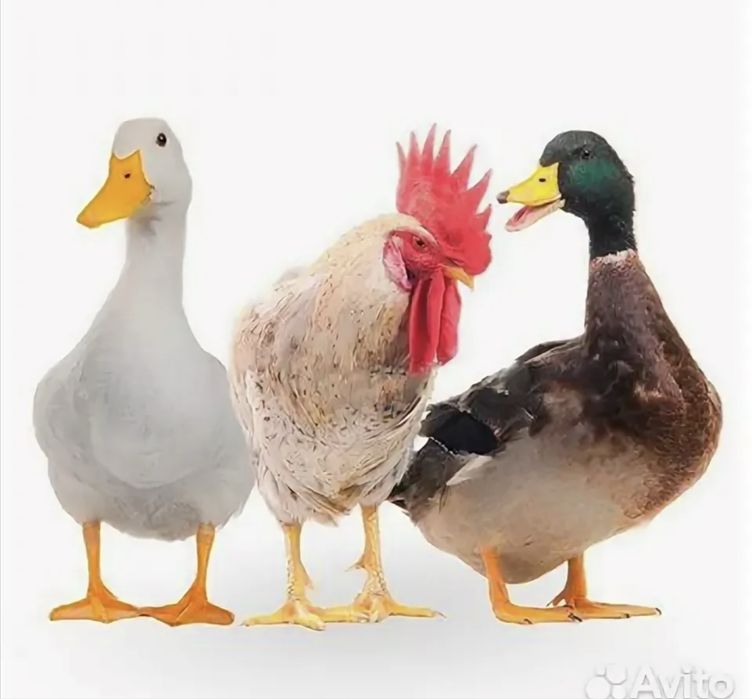 Дарю в свой дом курей гусей бесплатно