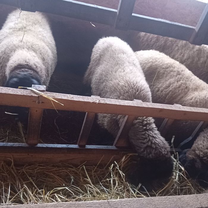 Mieluță bulgărească de vânzare