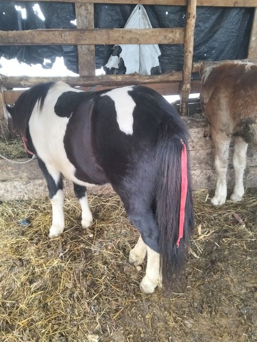 Vând ponei castrat de 4 ani