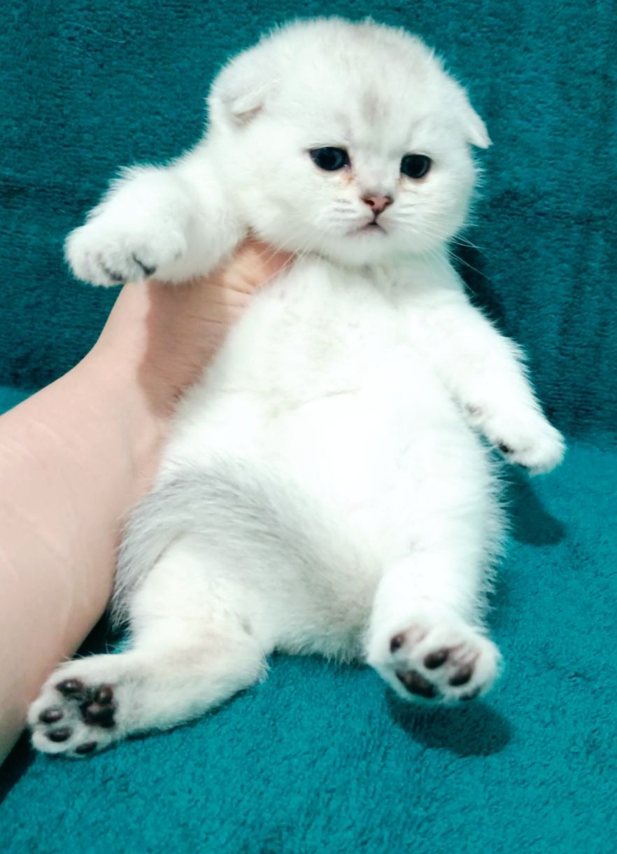 Продаётся чистокровный шотландский котёнок скоттиш фолд