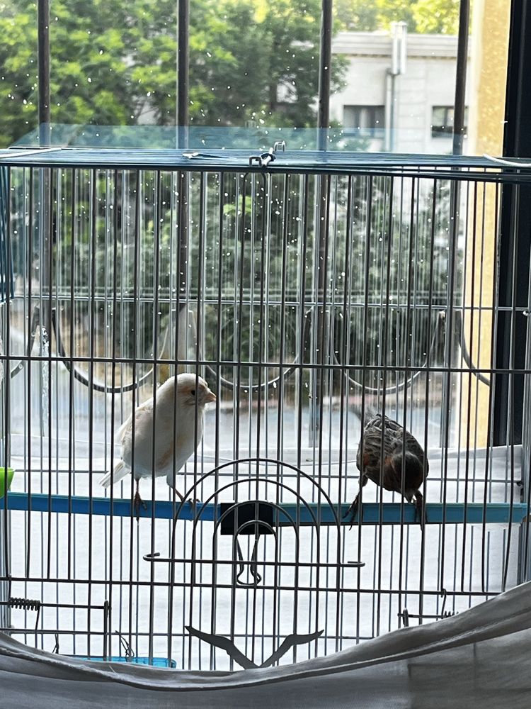 Канарейка пара Мозайка